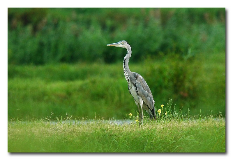 Airone cenerino - Ardea cinerea